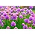 thumbnail image 1 of 200 Wild Chives Seeds for Planting - Non-GMO Heirloom - Grow Indoors or Outdoors, Wild Chive Herb, 1 of 2