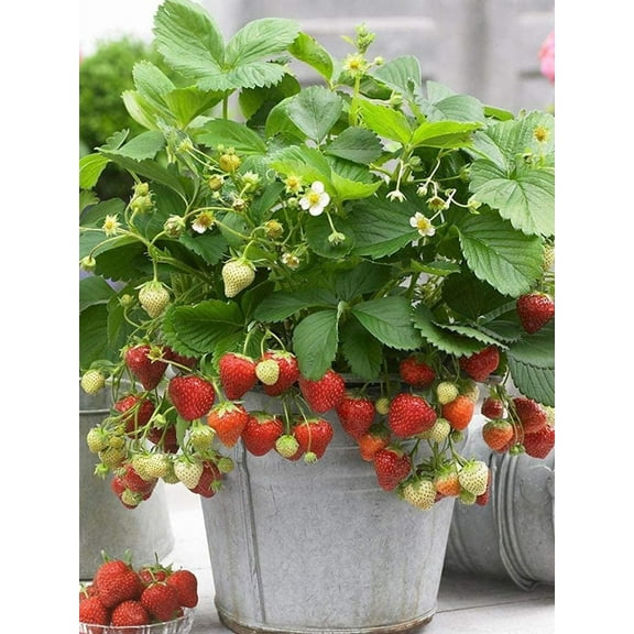 200+ Wild Strawberry Strawberries Seeds - Fragaria Vesca - Edible Garden Fruit Heirloom Non-GMO - Made in USA, Ships from Iowa.