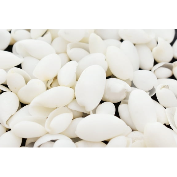 200 small White Bubble Shells (3/4" - 1 1/4") Beach Wedding Crafts Decor Hobby Scrapbooking