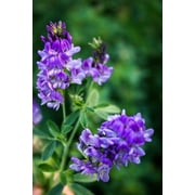 2000 ALFALFA Medicago Sativa Flower Plant Seeds