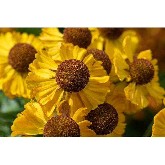 2000 AUTUMN SNEEZEWEED (Dogtooth Daisy / Helens Flower / Bittersweet) Helenium Autumnale Flower Seeds