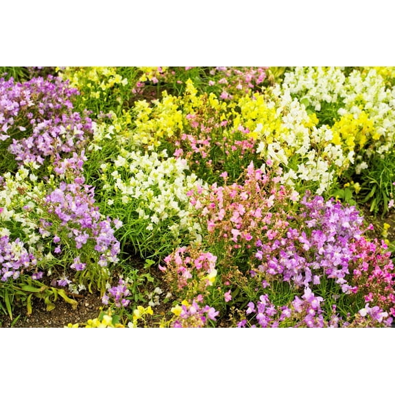 2000 BABY SNAPDRAGON Toadflax Linaria Flower Seeds
