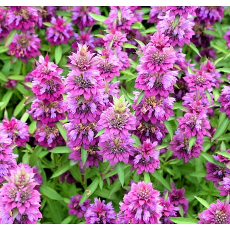 2000 BEE BALM Lemon MINT Monarda Citriodora Herb Purple Flower Seeds