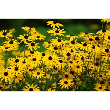 2000 BLACK EYED SUSAN Rudbeckia Hirta Yellow Heirloom Native Flower Seeds
