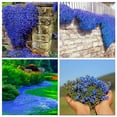 2000+ Blue Creeping Thyme DHF10 Seeds for Planting Perennial