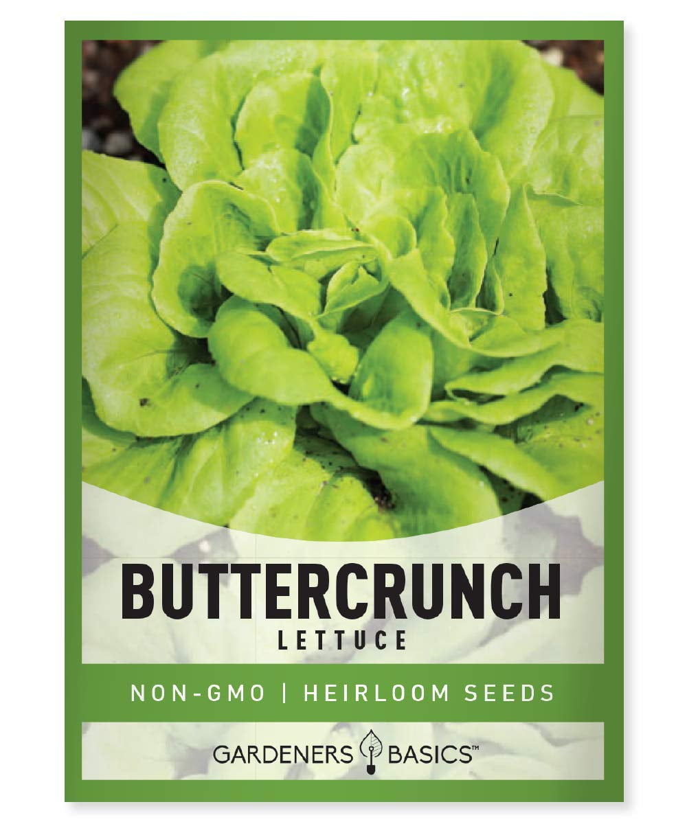 2000+ Buttercrunch Lettuce Seeds for Planting Butterhead Boston Bibb