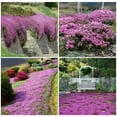 2000+ Creeping Thyme Seeds MMF7 for Planting Thymus Serpyllum