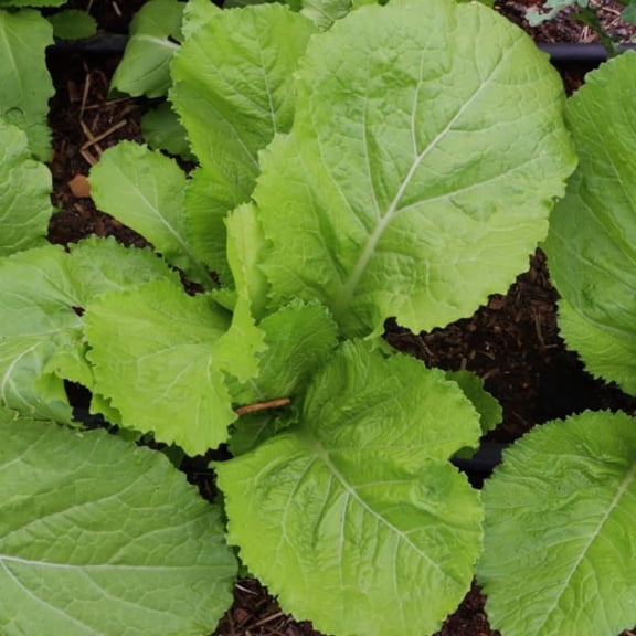 2000 Florida Broadleaf Mustard Seeds, Mustard Green Seeds, Fast Growing Heirloom Vegetable Seed for Garden and Containers