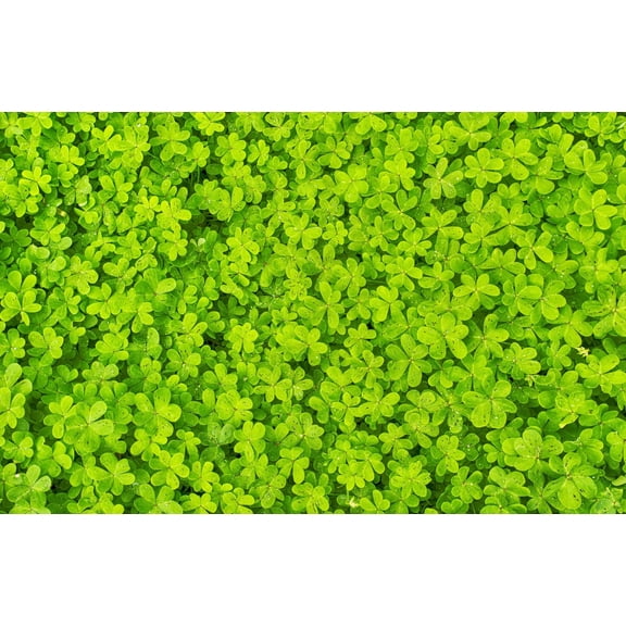 2000 MICROCLOVER Dwarf Miniature Trifolium Repens White Flower Clover Lawn Seeds