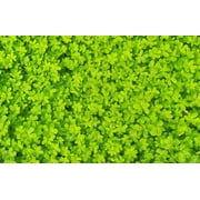 2000 MICROCLOVER Dwarf Miniature Trifolium Repens White Flower Clover Lawn Seeds