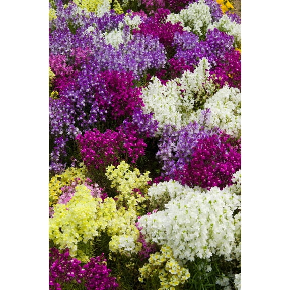 2000 NORTHERN LIGHTS Mix SNAPDRAGON Linaria Maroccana Flower Seeds