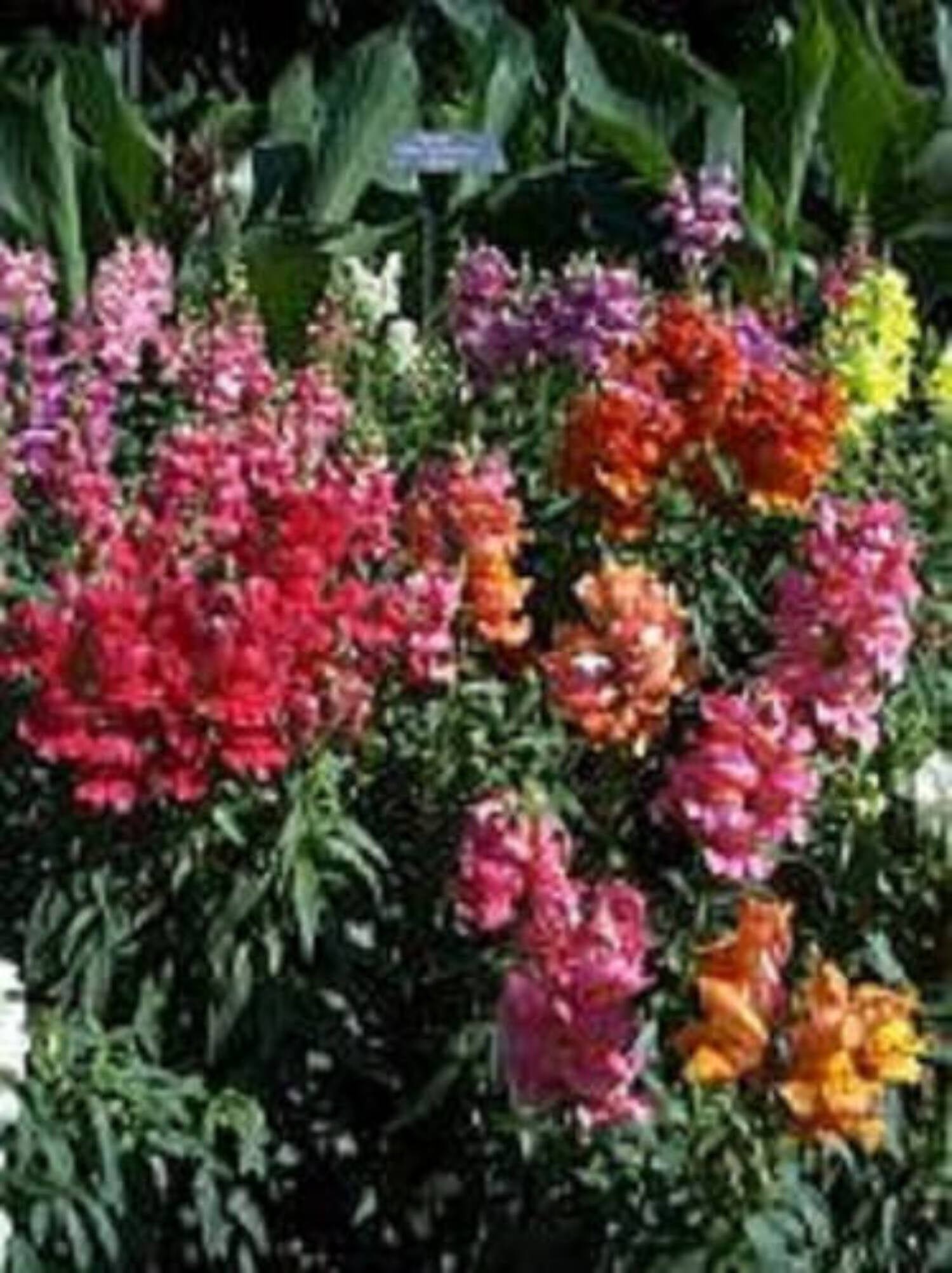 2000 NORTHERN LIGHTS Mix SNAPDRAGON Linaria Maroccana Flower Seeds ...