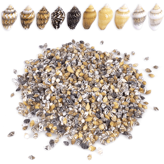 2000 PCS Tiny Mini Small Sea Shells for Crafting Spiral Conch Shells for Crafts