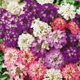 2000+Perennial Mixed Candytuft Flower MMF7 Seeds to Plant Outdoor