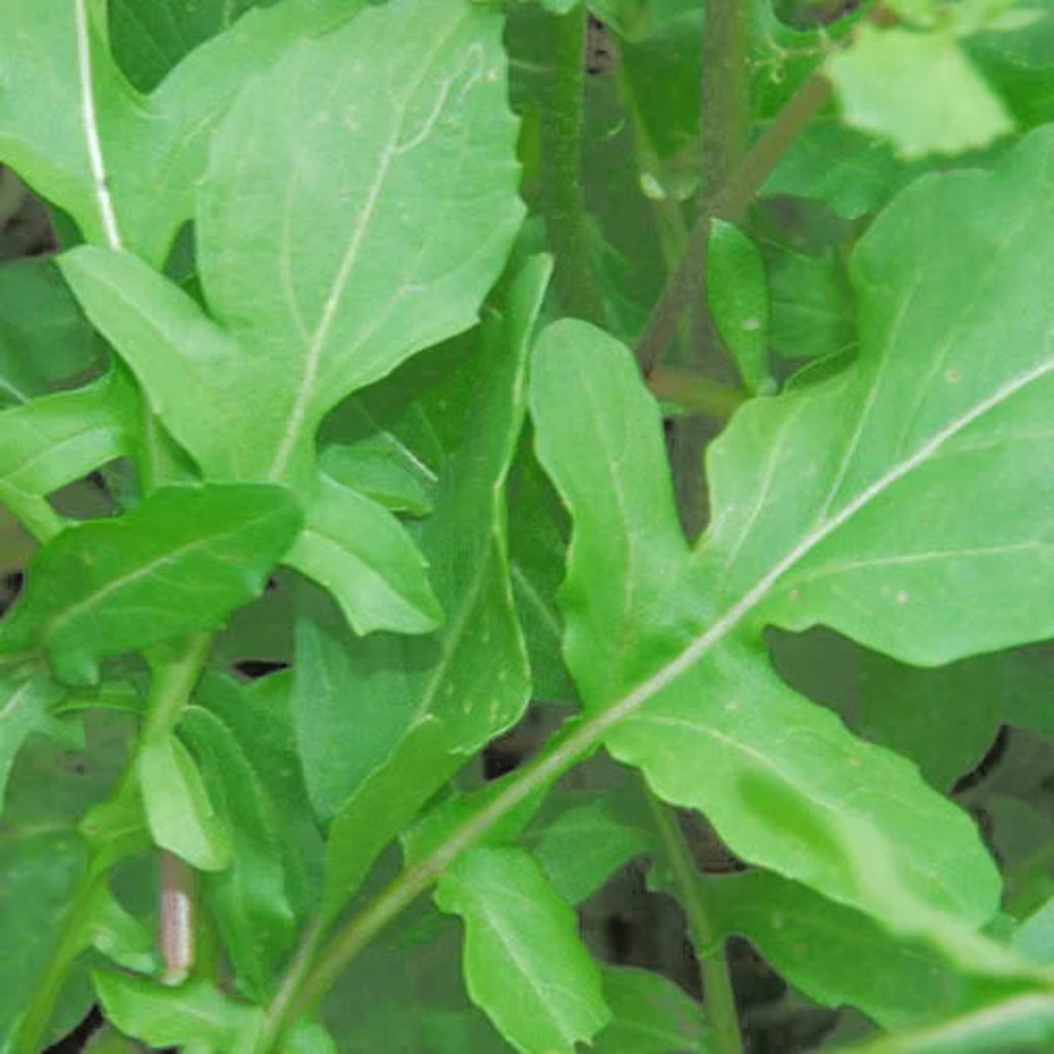 Arugula Dried Cut Leaves Spice King Garden Rocket Eruca vesicaria 20 g 0.70  oz