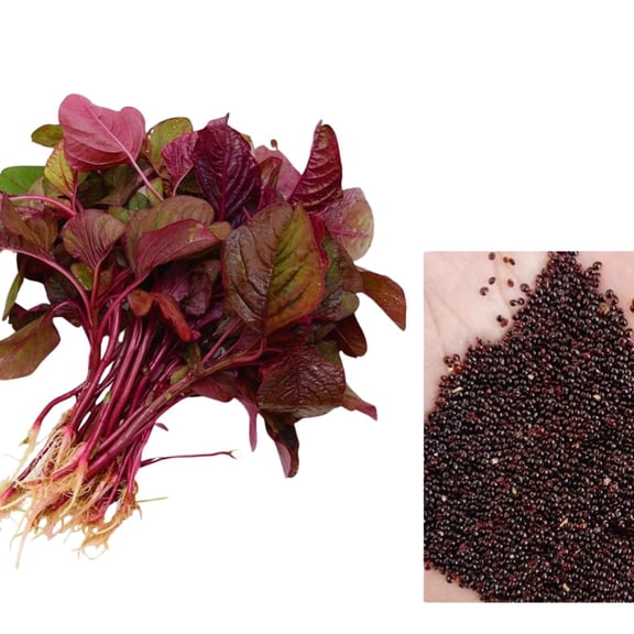 2000 Red Amaranth Seeds for Planting, Vegetable Spinach Seeds Growing