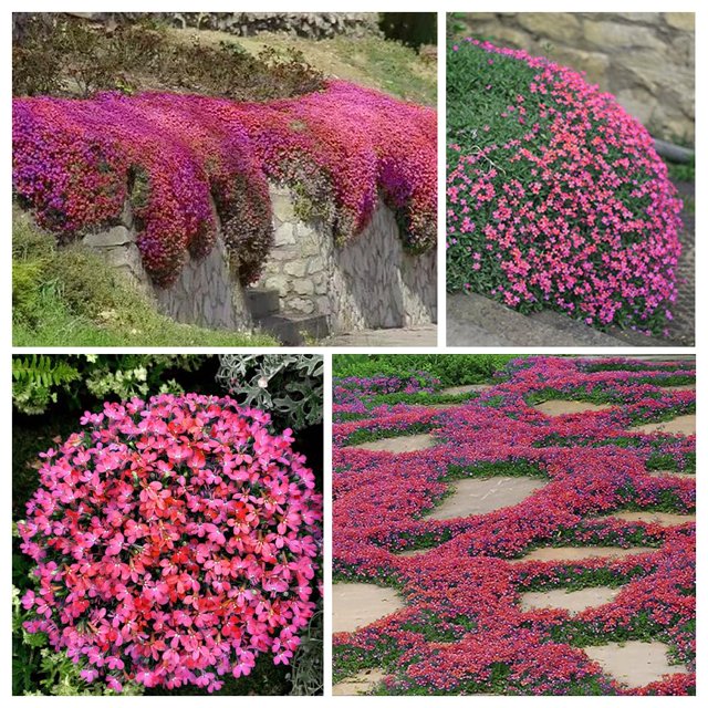 2000+ Red Creeping Thyme OIF8 Seeds for Planting NonGMO Clover Seeds