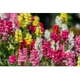 thumbnail image 1 of 2000 SNAPDRAGON CORONA MIX Antirrhinum Majus Flower Seeds, 1 of 10
