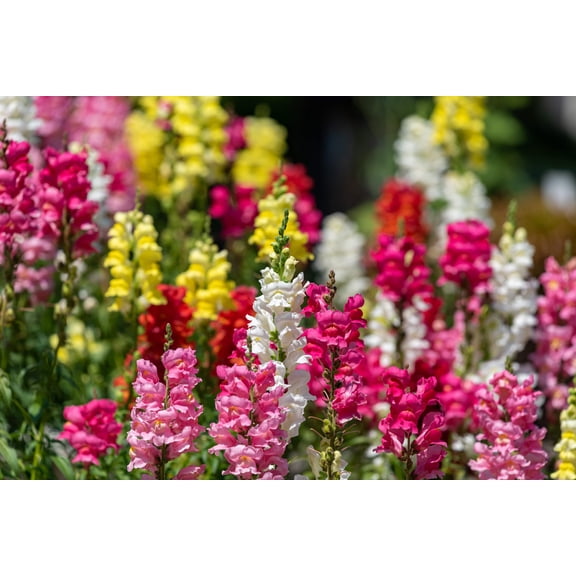 2000 SNAPDRAGON CORONA MIX Antirrhinum Majus Flower Seeds