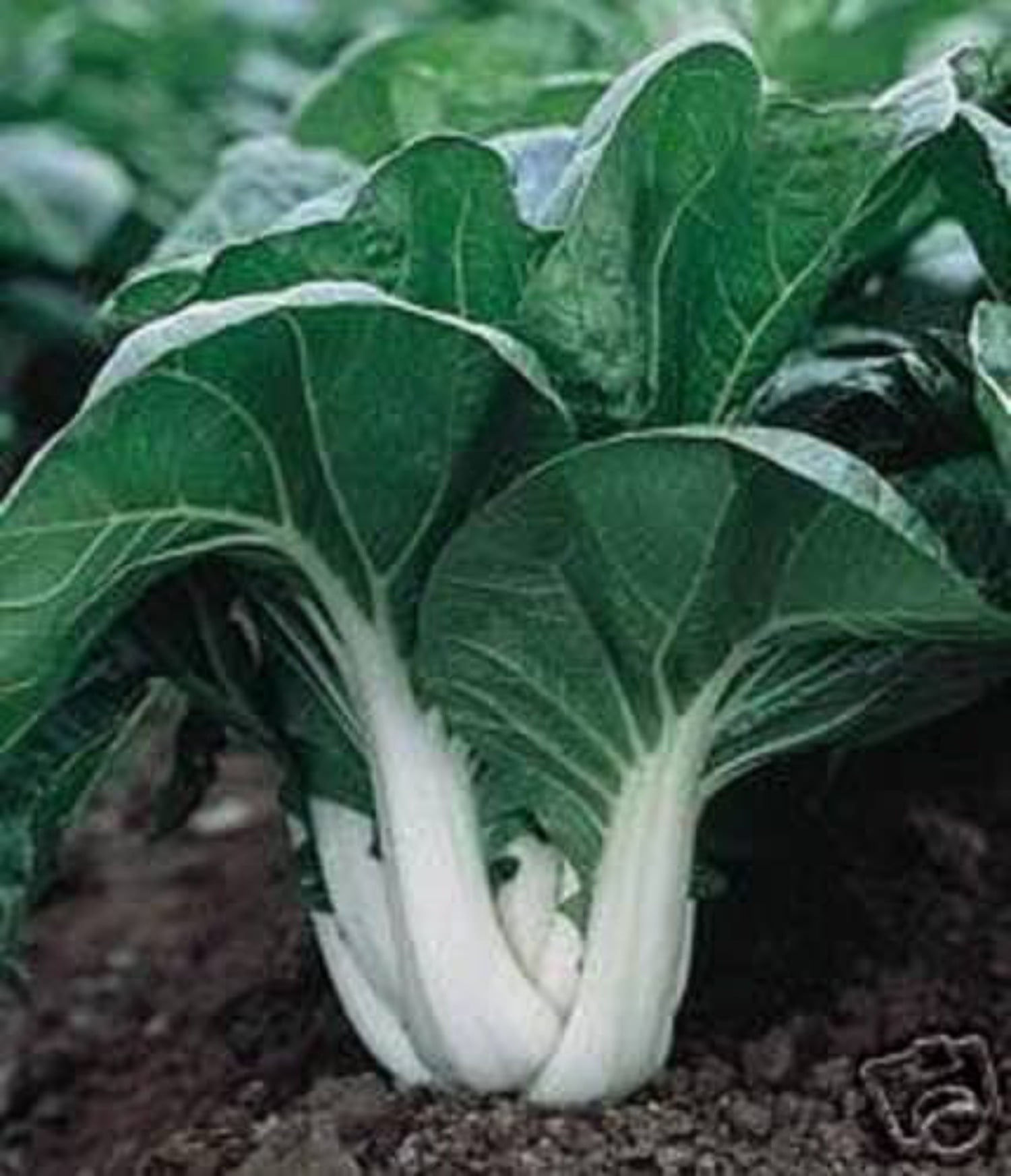 2000 * Seeds CANTON PAK CHOI Bok Choy Chinese Cabbage Brassica Rapa Vegetable