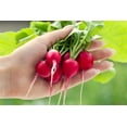 thumbnail image 1 of 2000 Seeds CHERRY BELLE RADISH Raphanus Sativus Vegetable Seeds, 1 of 9