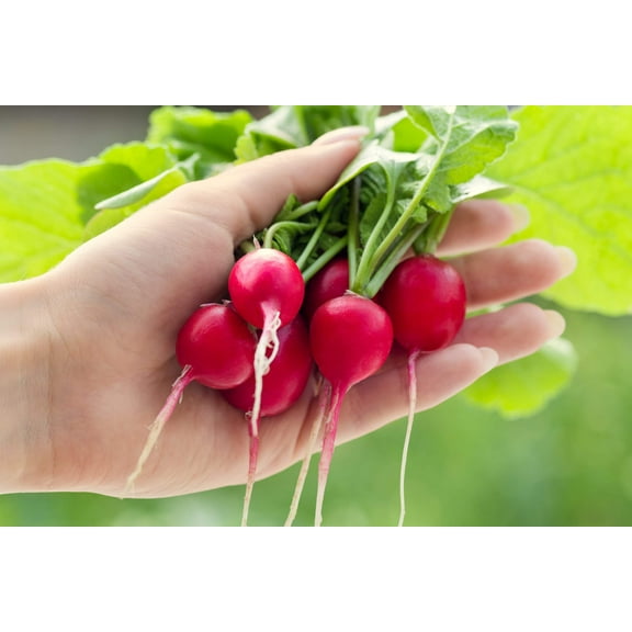 2000 Seeds CHERRY BELLE RADISH Raphanus Sativus Vegetable Seeds