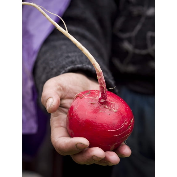 2000 Seeds CRIMSON GIANT RADISH Raphanus Sativus Vegetable Seeds