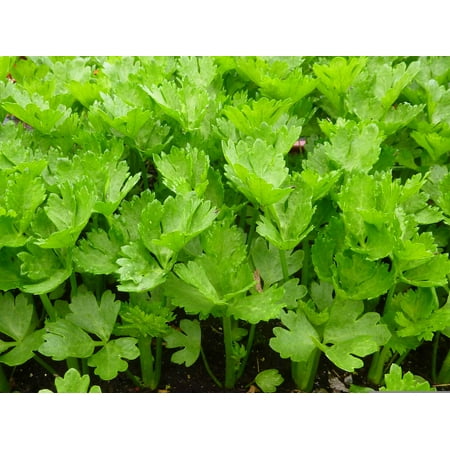 2000 Seeds - CUTTING LEAF CELERY Apium Graveolens Soup Vegetable Herb Seeds
