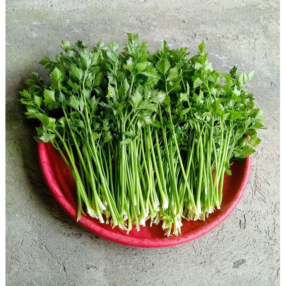 2000 Seeds - Cutting LEAF CELERY Apium Graveolens European Chinese Herb Seeds