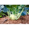 thumbnail image 1 of 2000 Seeds WHITE VIENNA KOHLRABI German Turnip / Turnip Cabbage Brassica Oleracea Root & Leaf Vegetable Seeds, 1 of 7