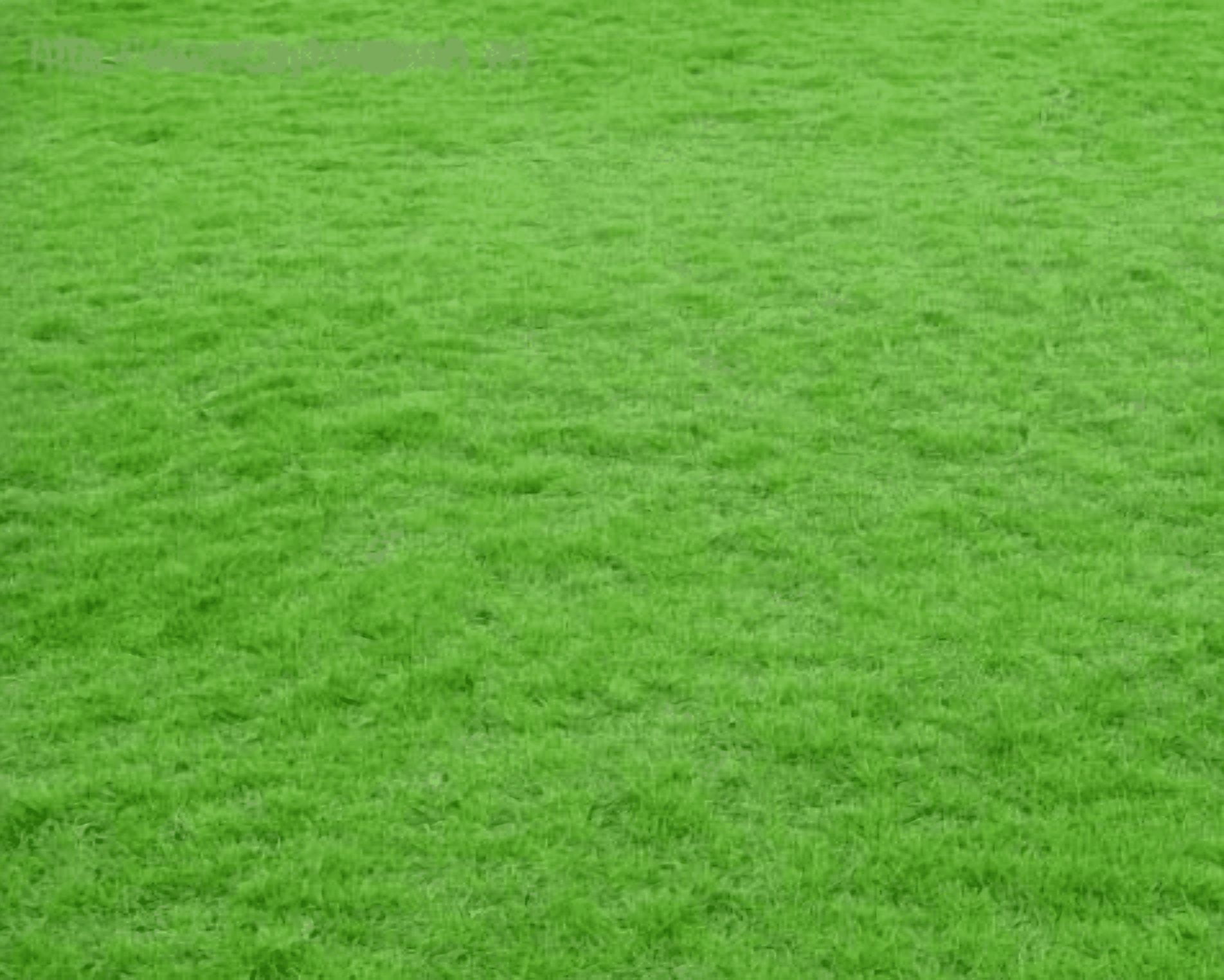 20000 Emerald Zoysia Grass Seeds Zenith Zoysia Grass Seeds For Planting,  Lawn Grass Groundcover Seed Ornamental Grass Seed, image size:1904x1524