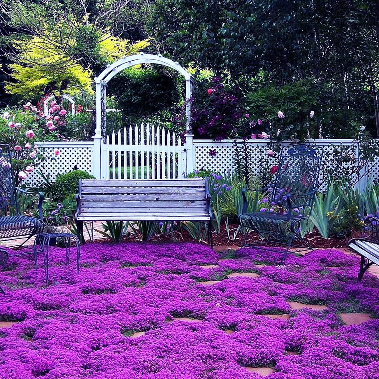 20000+ Magic Purple Creeping DHF10 Thyme Seeds for Planting Ground