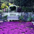 20000+ Magic Purple Creeping DHF10 Thyme Seeds for Planting Ground