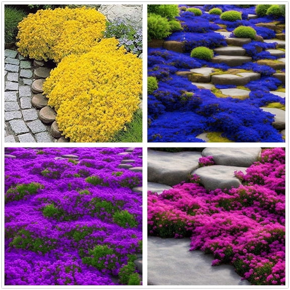 10000+ Mix Creeping Thyme Seeds Ground Cover for Planting - 4 Perennial Thyme Non-GMO Heirloom Lavender hues, Purple, Red, Yellow Beautiful Flower