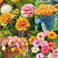 20000+ Moss Rose Flowers Seeds for Planting OutdoorPortulaca