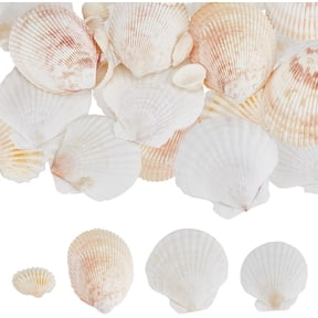 200G Natural Sea Shells Fish Shell Decor Scallop Small Colorful Summer Ocean Animal Seashell Beach Theme No Hole Craft Ornament Kit for Wedding Home Party Vase Filler DIY Decoration diy