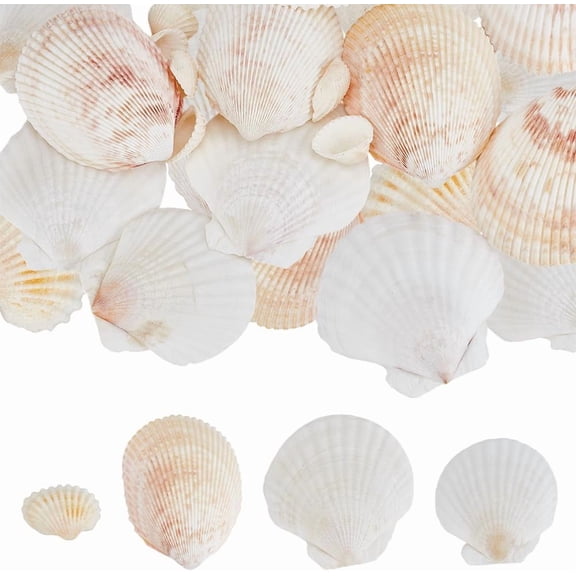 200G Natural Sea Shells Fish Shell Decor Scallop Small Colorful Summer Ocean Animal Seashell Beach Theme No Hole Craft Ornament Kit for DIY