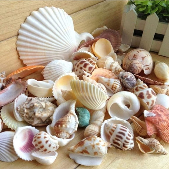 200G pack Natural Beach Shell & Conch Seashells Aquarium Fish Tank Landscaping for aquarium Decoration.