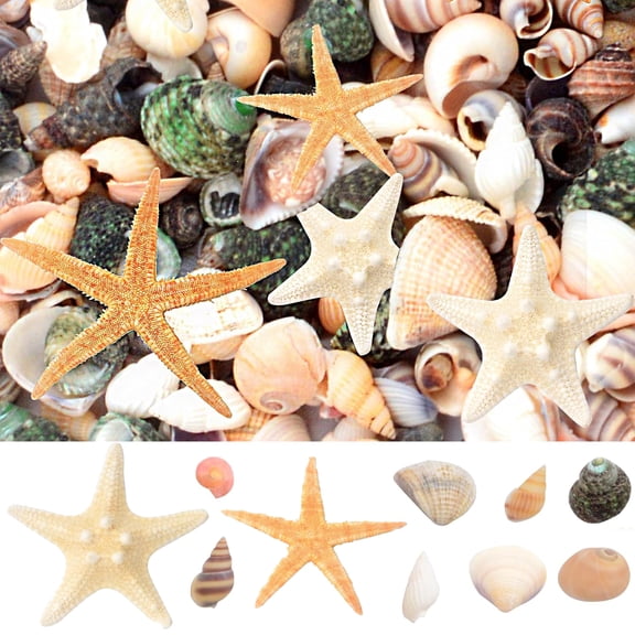 200g Mixed Tiny Ocean Shell Sea Conch and 10pcs Natural Starfish Finger Starfish Seashell Fish Tank Crafts Ornaments for Beach Themed Wedding Party Home Decorations