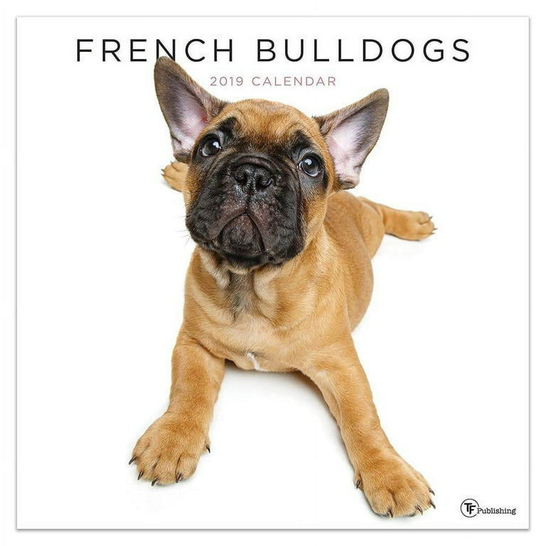 French Bulldog Most Popular Dog In 2019 2019 French Bulldogs 12