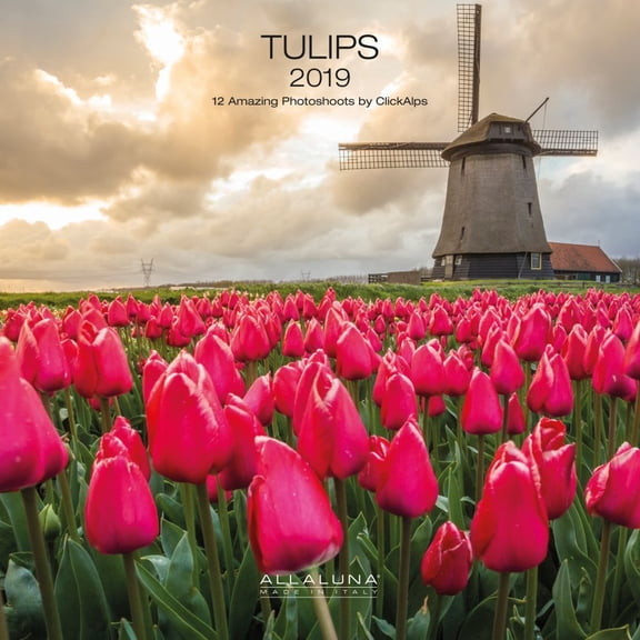 2019 Tulips Wall Calendar, More Flowers by Alla Luna