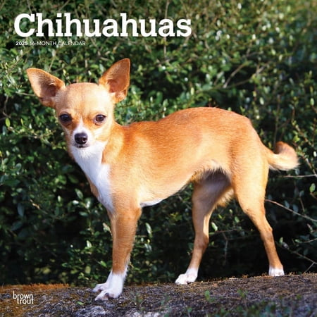 BrownTrout, Chihuahuas 2025 Wall Calendar