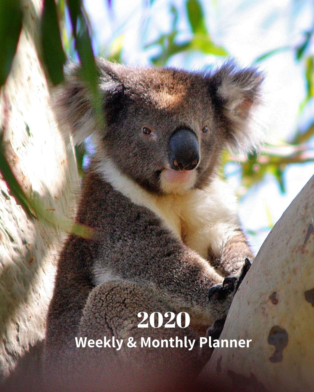2020 Weekly and Monthly Planner: Baby Koala - Monthly Calendar with  U.S./UK/ Canadian/Christian/Jewish/Muslim Holidays- Calendar in  Review/Notes 8 x 10 in.-Wildlife Koala Bear Nature Australia (Paperb -  Walmart.com