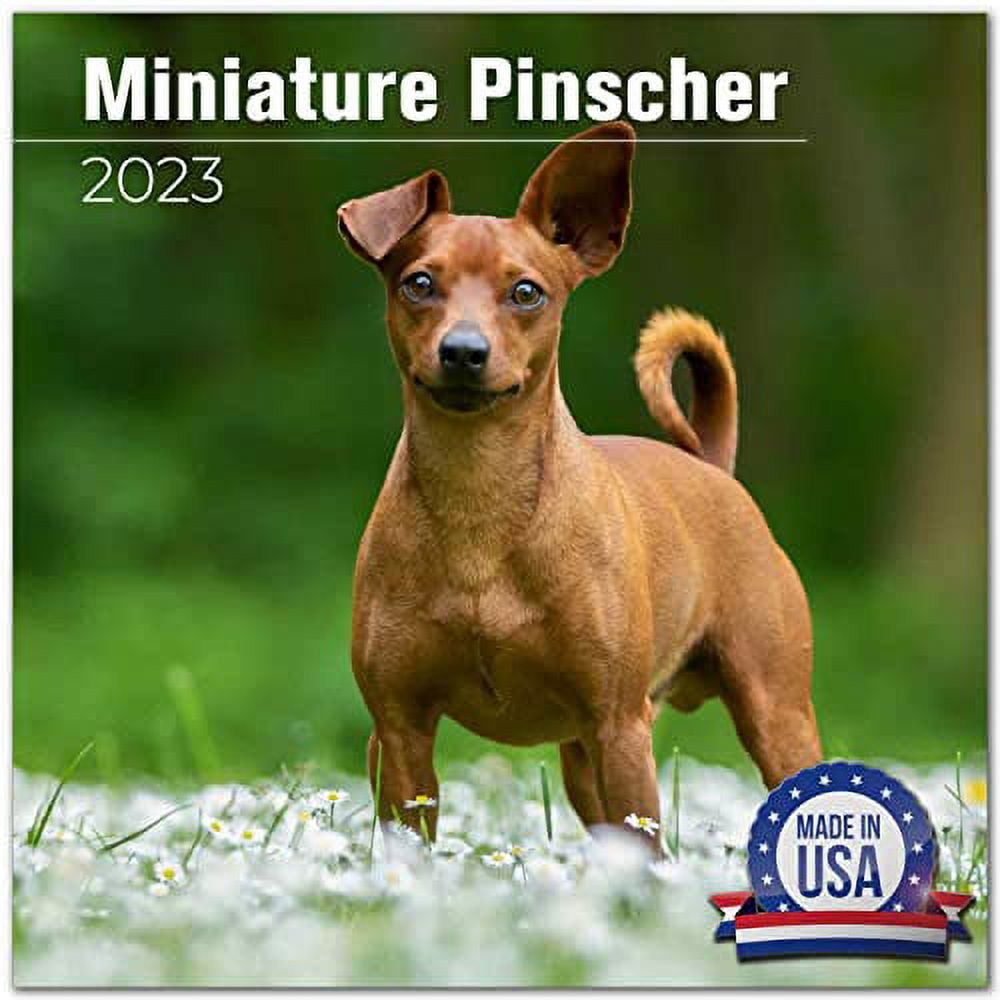2022 2023 Miniature Pinscher Calendar Dog Breed Monthly Wall Calendar