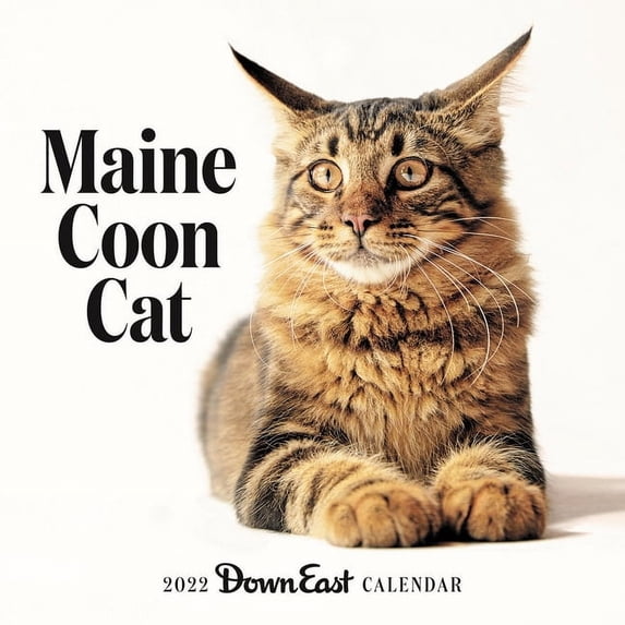 2022 Maine Coon Cat Wall Calendar (Other)