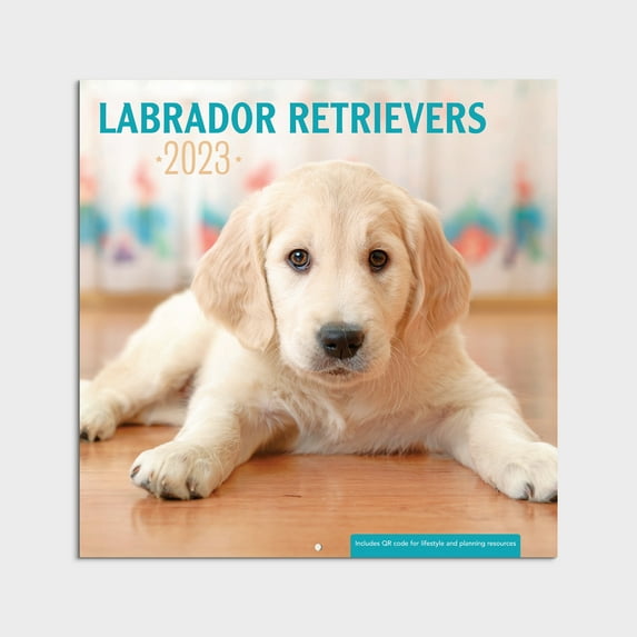 2023 - 12 Month Calendar-Labrador - 12x12 Hanging Wall Calendar by DaySpring
