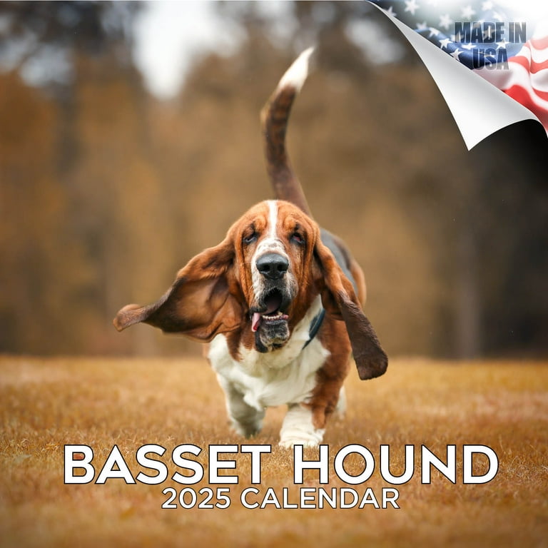 Basset Hound Calendar 2025