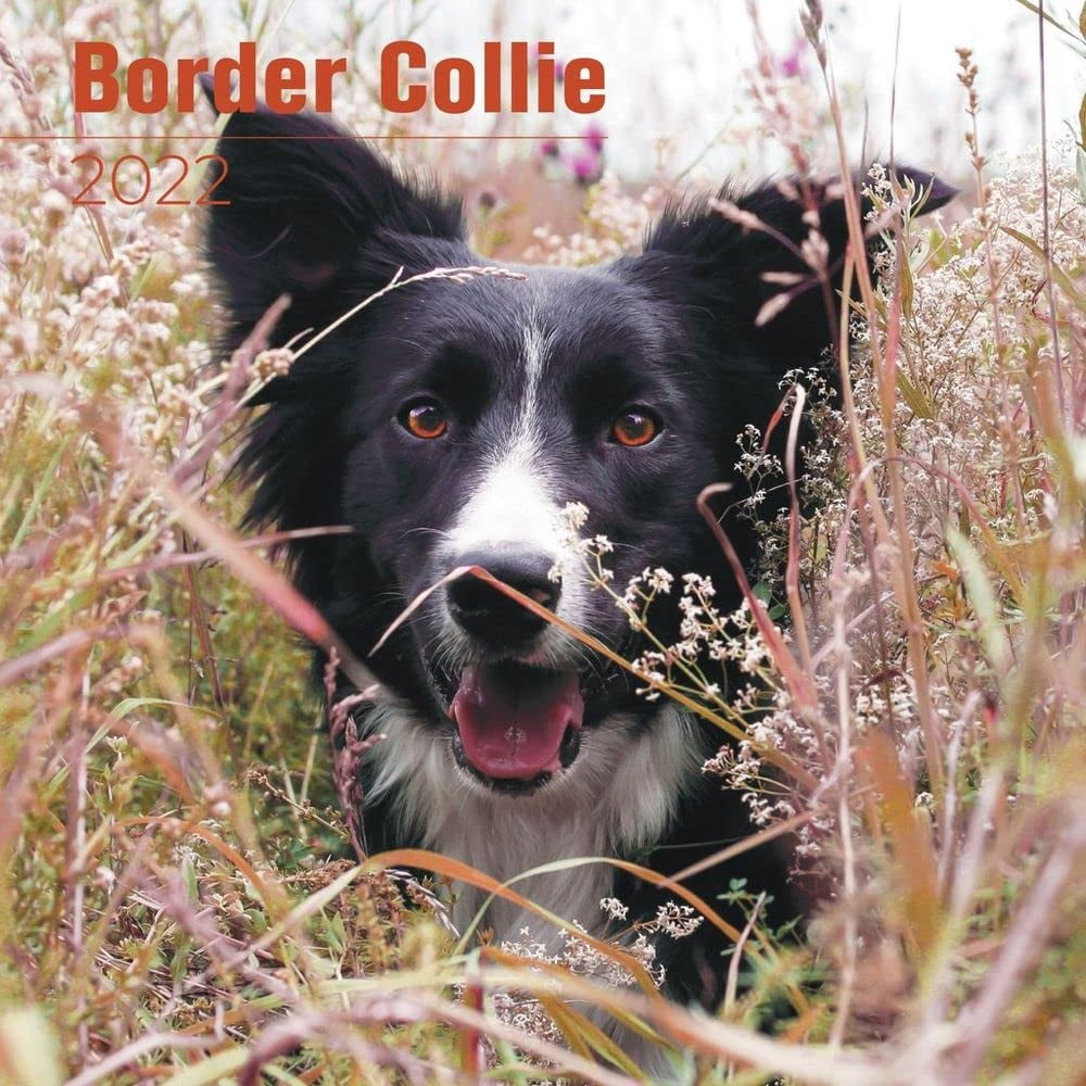 2023 2024 Border Collie Calendar - Dog Breed Monthly Wall Calendar - 12 ...