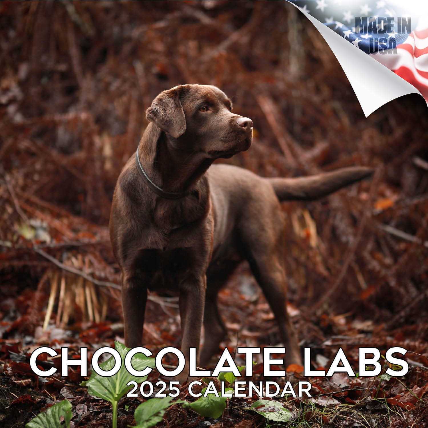 2024 2025 Chocolate Labrador Retriever Calendar Dog Breed Monthly