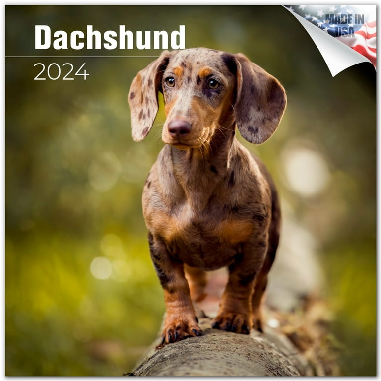 Dachshund 2025 Calendars For Sale Walmart adiana dominga